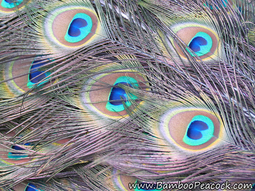 eye feathers
